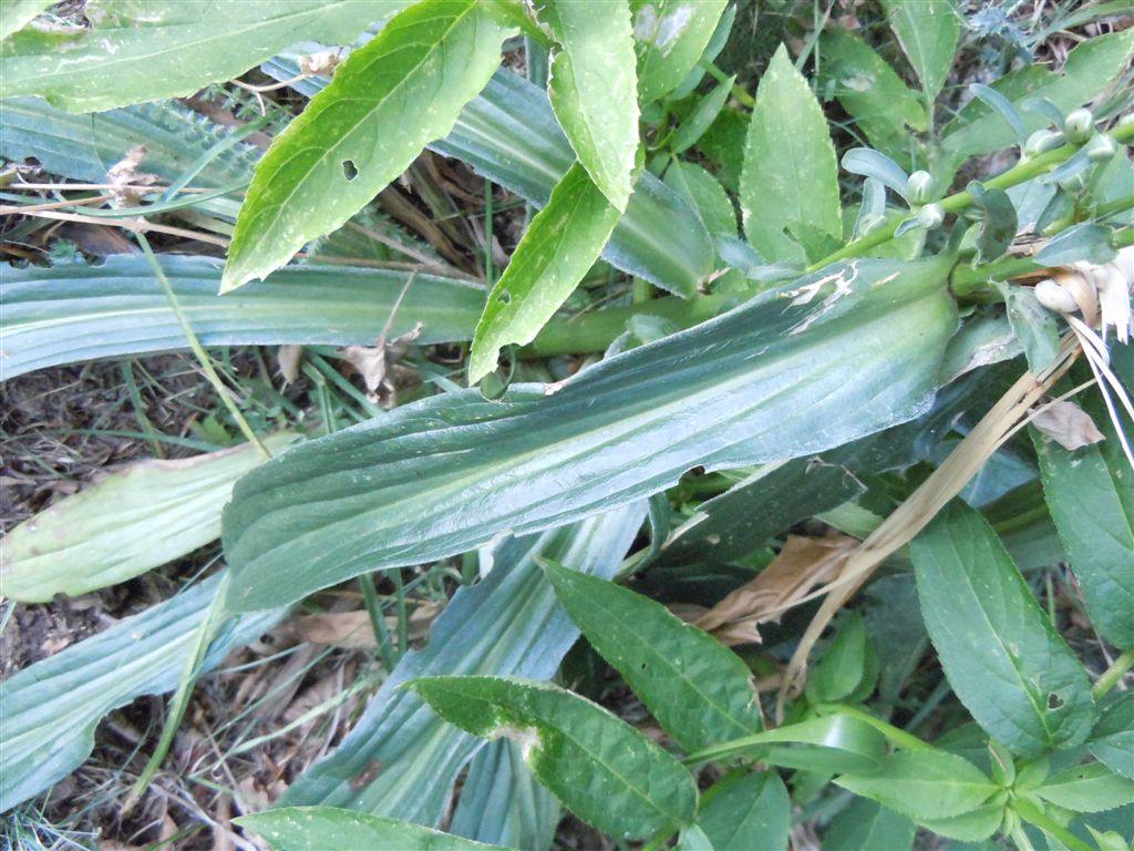 Passo Godi (AQ) : Digitalis ferruginea